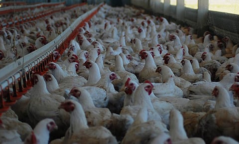 DA, FDA solidify collab on local livestock, poultry industries protection
