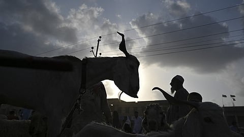 A livestock vendor waits for customers at an animal market ahead of the Muslim festival of Eid al-Adha in Karachi on 14 June 2024.