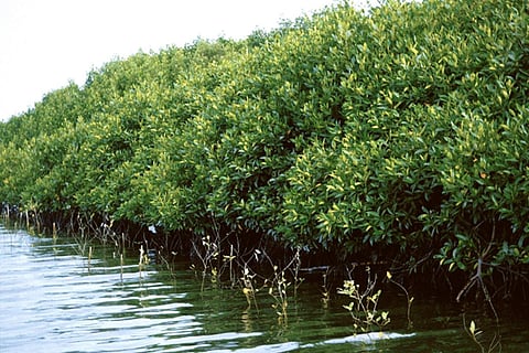 MANGROVE forests stand as the first line of defense during tropical cyclones.