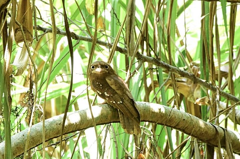 Gould’s frogmouth