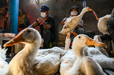 H5N2 bird flu kills first human