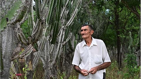 Alcides Peixinho Nascimento walks through his plantation of mandacaru.