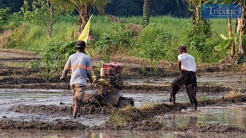 TRIBUNE-farmer-plowing