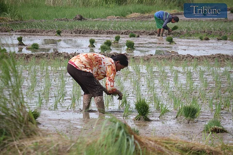 TRIBUNE-farming