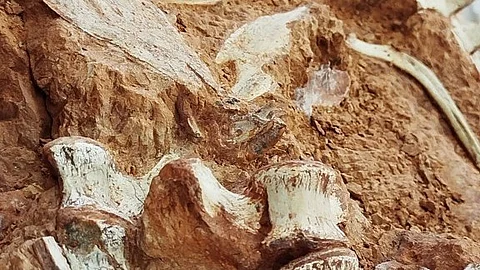 dinosaur fossil in Brazil