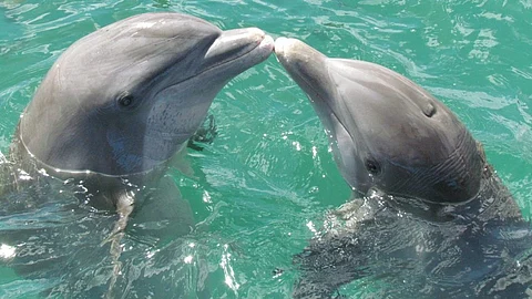 Love knows no species: Even dolphins celebrate International Kissing Day with a playful smooch