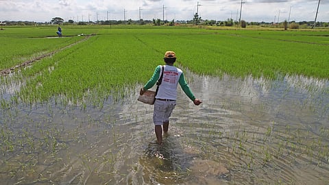 (FILES) Mang Fredo from Barangay Inaon in Pulilan, Bulacan asks for help from the national government as he replants some crops in a rice field on 19 August 2023 amid recent typhoons.