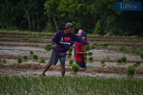 TRIBUNE-farming