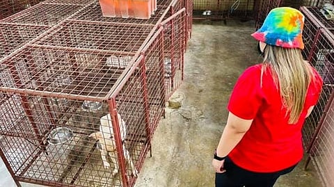 Angono eyes stray animal shelter