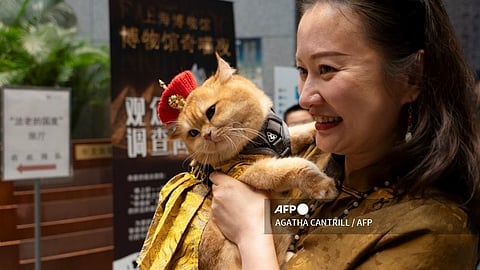 Cat owner Amy carries her cat named “Trump” at the Shanghai Museum.