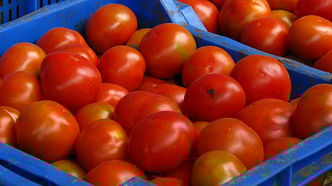 tomato