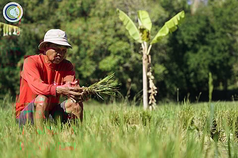 ACCESS to irrigation water from underground cistern is disrupted by climate change, according to the Rayuray Farmers’ Agriculture Cooperative.