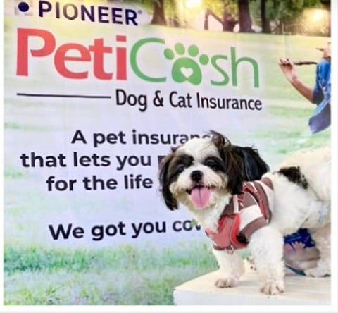 Pooches, felines can now be insured