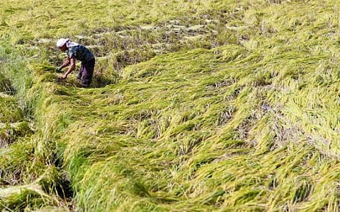 ‘Carina’ destroys P12-M crops in Cordillera