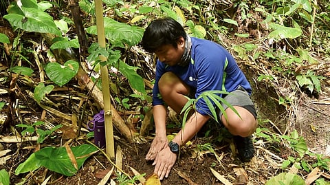 Maynilad tree planting activities
