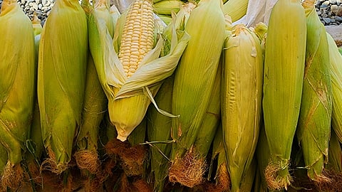 corn