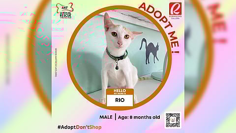 CELEBRATE INT’L CAT DAY WITH FREE SERVICES, PET ADOPTIONS AT MEOW-MANIA