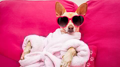 Dolce & Gabbana is introducing a fragrance for dogs.