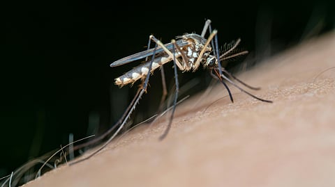 Dengue deaths still piling up
