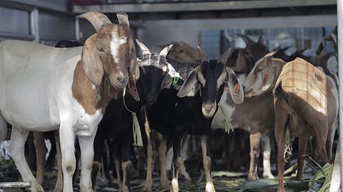 DSWD gives backyard hog, goat raising a lift