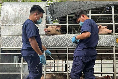 60 hogs seized in QC due to fake permits