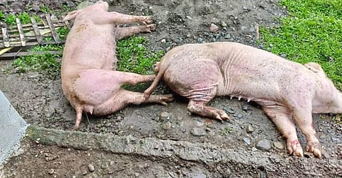 African Swine Fever (ASF)