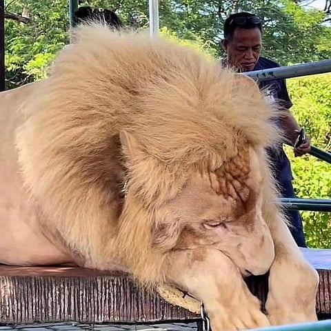 LOOK: The recent viral post of Animal Kingdom Foundation showing a white lion named "King" at Baluarte Zoo in Vigan, Ilocos Sur, has sparked significant concern among netizens. The post shows the lion appearing exhausted, groggy, and uncomfortable while on display for tourists. | Photo courtesy of Animal Kingdom Foundation Page