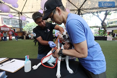 (FILE PHOTO) A veterinarian administers an injectable microchip for digital pet registration to owners and their aspins, along with a vaccine, as part of the National ASPIN Day celebration at Eastwood City Mall in Quezon City on Saturday, 17 August 2024.