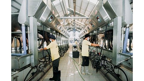 Bukidnon Milk Company