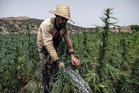 Morocco’s king pardons more than 4,800 cannabis farmers