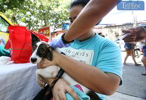 (FILE PHOTO) A veterinarian administers a rabies vaccine to a pet dog on Thursday, 22 August, 2024, at the Brgy. Matandang Balara covered court in Quezon City, part of the Quezon City Caravan Series.