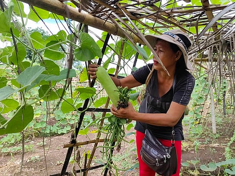 DSWD’s Lawa-Binhi program promotes food security and provides business opportunity through a vegetable garden for Barangay Luga in Sta. Teresita town, Cagayan province.