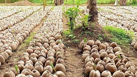 Marcos OKs additional P3.5-B coco fund