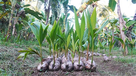 coconut seedlings