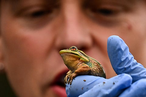 Macquarie University biologist Anthony Waddle holds a tiny Green and Golden Bell frog, its colours becoming more vibrant in the heat