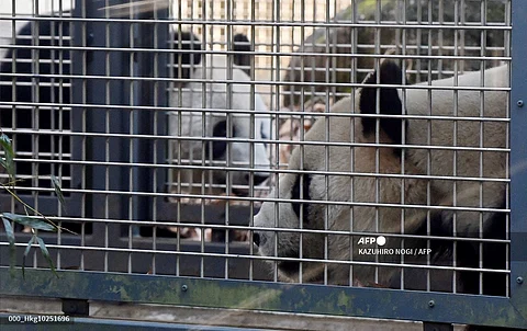 Ri Ri (R), a male giant panda, and Shin Shin (L, rear), a female giant panda, walk in their enclosure at Ueno Zoo in Tokyo on February 2, 2016. Ueno Zoo announced that the two giant pandas began showing signs of estrus.