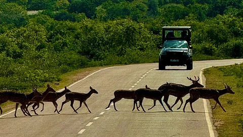 Spotted deers, the most common deer species in Sri Lankan forests, are often seen at Yala National Park crossing in herds.