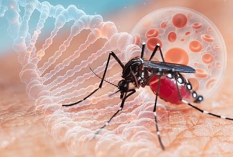 dengue