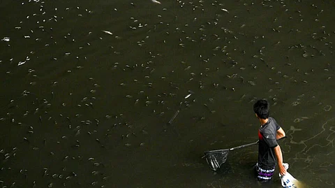 Thailand has netted more than 1.3 million kilograms of highly invasive blackchin tilapia fish