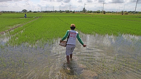 crop losses