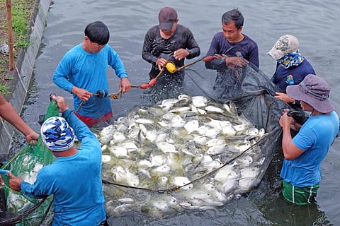 DA, research group partnership yields 1.1 tons of pompano