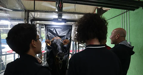 GERARD Guadayo (left), project leader from the Dairy Training and Research Institute of the University of the Philippines-Los Banos, shows to New Zealand Ambassador Catherine McIntosh (center) and Dr. David Pacheco from the New Zealand Agricultural Greenhouse Gas Research Center a cow inside a Headbox Respiration Chamber Facility. The chamber measures its oxygen consumption and carbon dioxide production for determining metabolic rate which is pivotal in the development of a Tier 2 inventory for cattle emissions in the Philippines.