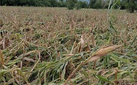P658-M agri storm losses logged