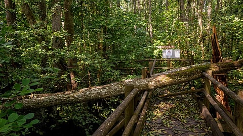 Fallen trees