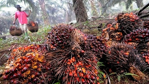 Botolan town eyes palm oil project
