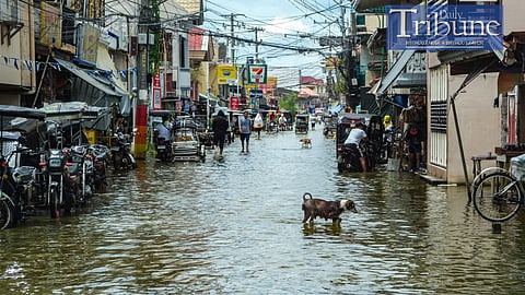 Residents of Masantol, Pampanga, have adapted to frequent flooding caused by a combination of altered waterways, fishponds that impede water flow, and land subsidence exacerbated by volcanic lahars from Mount Pinatubo. Modern development in flood-prone areas without adequate flood mitigation has increased the risk, while climate change has disrupted the historical cycles of flood and drought. To address these issues, President Ferdinand Romualdez Marcos Jr. inaugurated the Integrated Disaster Risk Reduction and Climate Change Adaptation Measure in Pampanga Bay, funded by P7.57 billion from South Korea. This initiative aims to improve flood resilience with extensive river network improvements and new infrastructure. Further infrastructure development and disaster risk reduction efforts are planned to enhance flood control in the region.