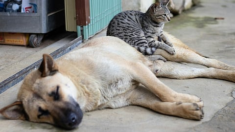 (Photo from Unsplash)