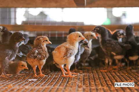 DA bans poultry imports from New Zealand due to bird flu
