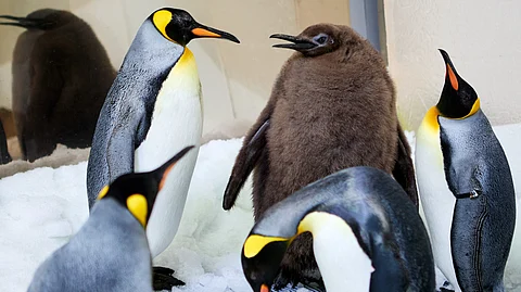 Pesto the penguin