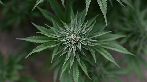 Cannabis image